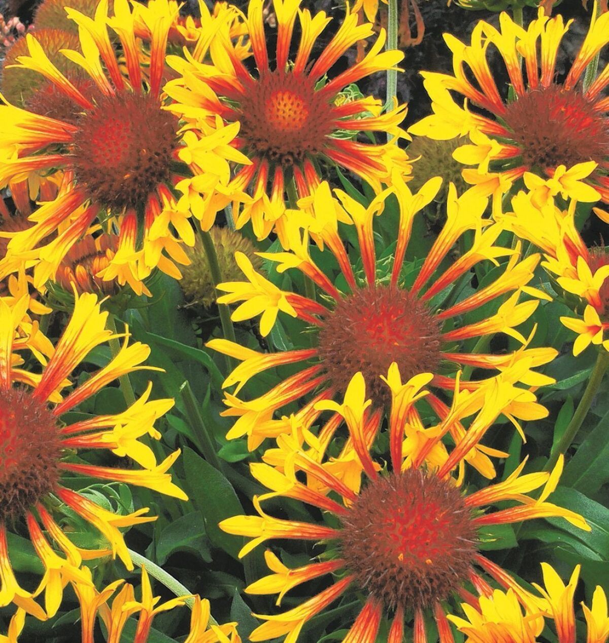 Blanket Flowers (Gaillardia) ‘Sun Flare,’ Terra Nova Nurseries