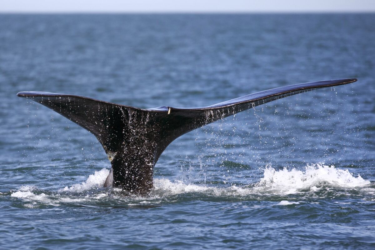 FILE - A North Atlantic right whale appears at the surface on March 28, 2018, off the coast of Plymouth, Mass. A federal court is allowing a team of environmental groups to continue with a lawsuit against the U.S. government that seeks to create stronger rules to protect rare whales from collisions with ships. Environmental groups want to protect North Atlantic right whales, which are vulnerable to ship strikes and entanglement in fishing gear. (AP Photo/Michael Dwyer, File)