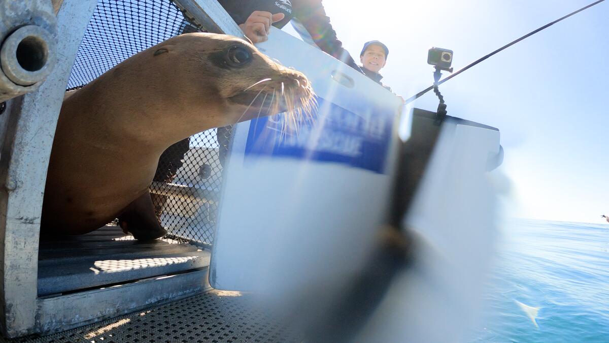 SanDiegoVille: Roaming San Diego Sea Lion Recently Found In Storm Drain
