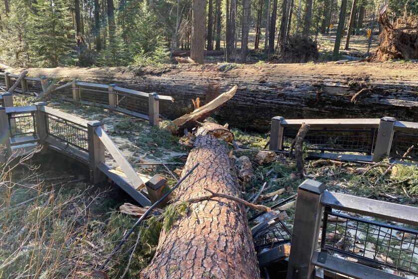 This photo provided by Yosemite National Park shows a boardwalk in the Mariposa Grove in Yosemite National Park was damaged by a fallen ponderosa pine during the Mono wind event on Tuesday, Jan. 19, 2021. Yosemite National Park will remain closed through the weekend after high winds that battered much of California knocked down two giant sequoias and caused millions of dollars in damage. (Yosemite National Park via AP)