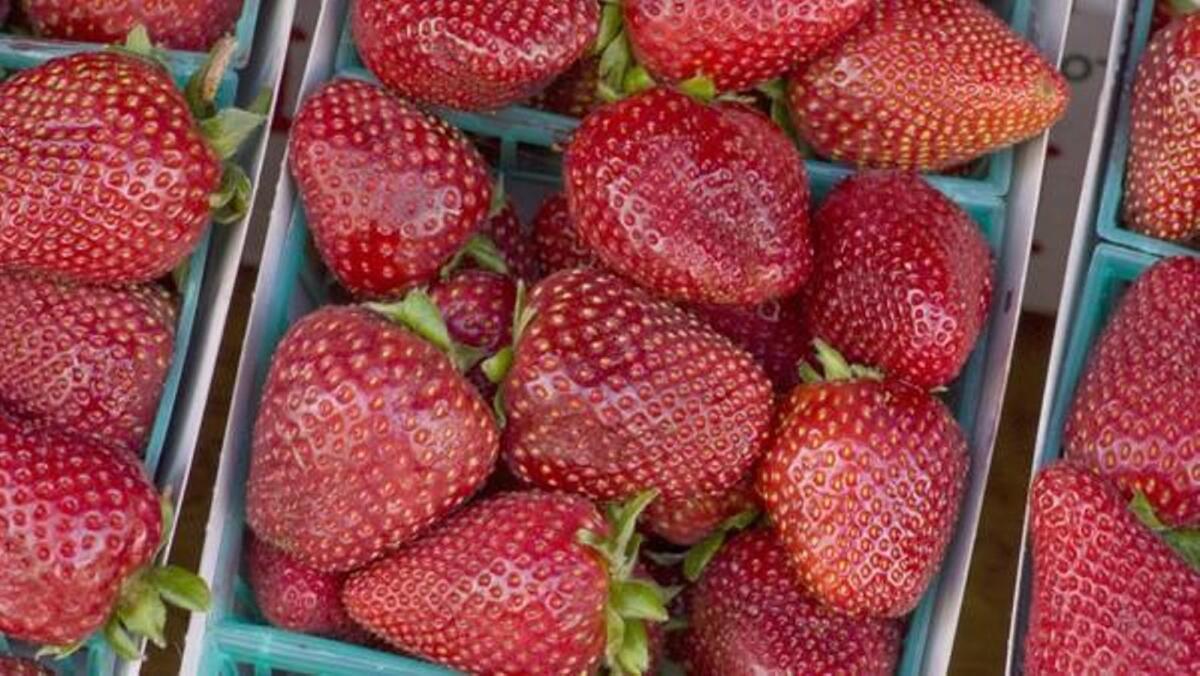 Super-sweet Gaviota strawberries are among the varieties hitting their peak at Southern California farmers markets.