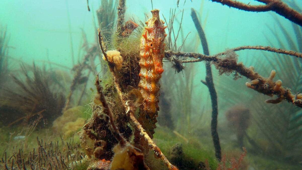 Daphne is one of the seahorses that Rog Hanson is studying in Alamitos Bay. (Carolyn Cole / Los Angeles Times)