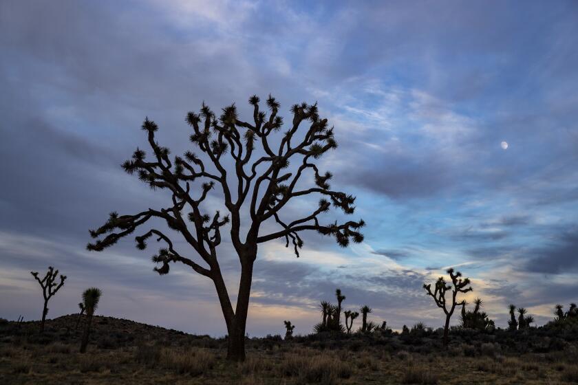 JOSHUA TREE NATIONAL PARK, CALIF. -- MONDAY, NOVEMBER 19, 2018: The moon rises over Joshua trees inside Joshua Tree National Park, Calif., on Nov. 19, 2018. (Brian van der Brug / Los Angeles Times)