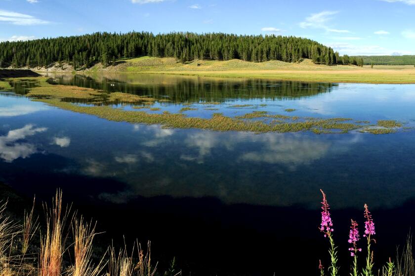 Hayden Valley, Yellowstone National Park. July, 2015.