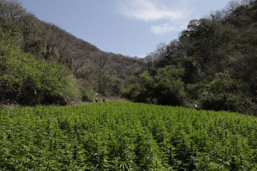 Una plantación de marihuana crece en las montañas que rodean Badiraguato, estado de Sinaloa, México, el martes 6 de abril de 2021. La legislación mexicana para legalizar el cannabis está a la espera de la aprobación final por parte del Senado. (Foto AP/Eduardo Verdugo)