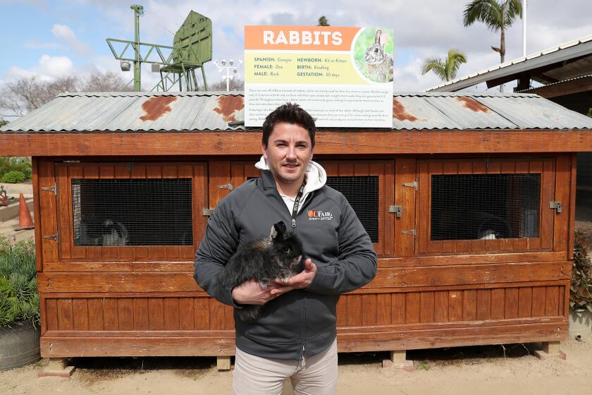 Centennial Farm Supervisor Allen Mesick holds a pet rabbit at Centennial Farms at the OC Fair and Events Center in Costa Mesa, Mesick raises rabbits and will host the Centennial Farm Workshop: Urban Hops---Rabbits as a Diverse Agricultural Journey in March.
