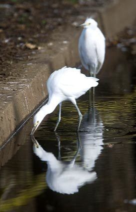 Birds drinking gutter water