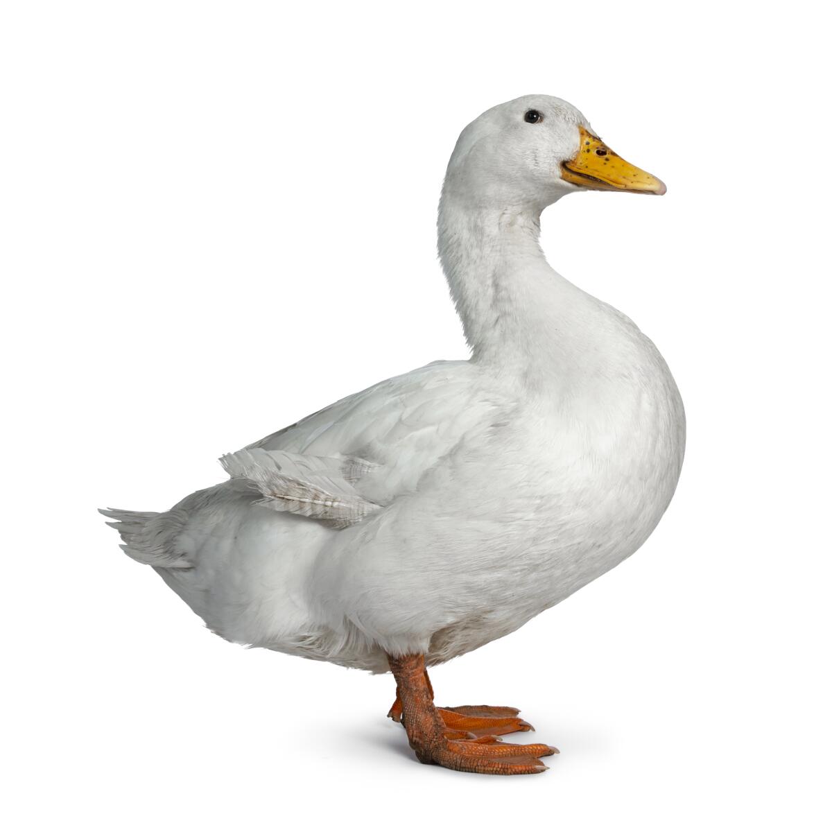 Domesticated white duck