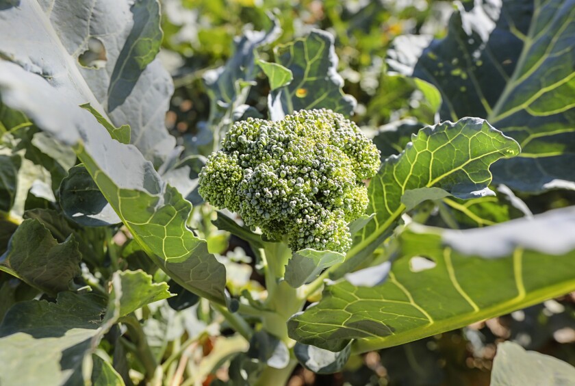 Now is the time to plant broccoli and other late cool-season crops.