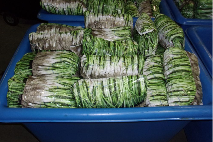 Drugs were found hidden in a shipment of onion chives in a tractor trailer crossing the border at Otay Mesa on Oct. 20.