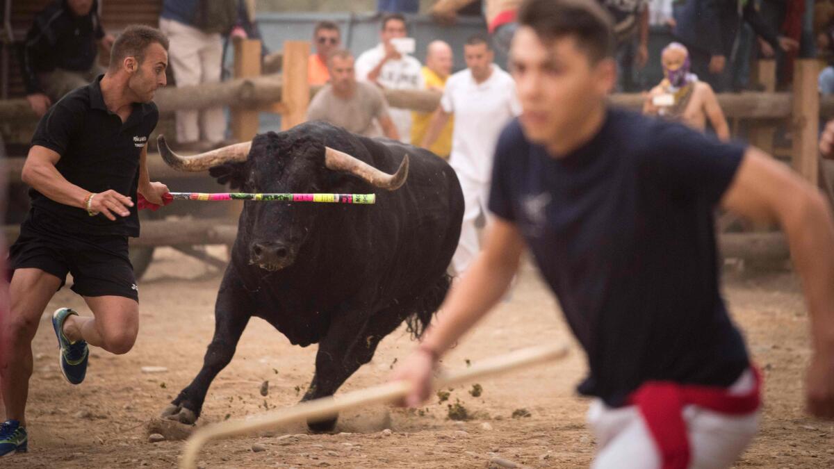Festival-goers run past a bull during the "Toro de la Peña" festival, formerly known as "Toro de la Vega," in the central Spanish town of Tordesillas.