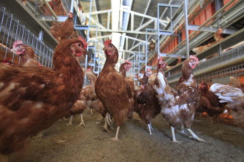 California S Egg Laying Hens To Get Their Breathing Room Los Angeles Times