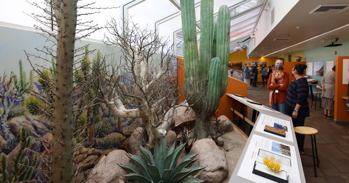 Column: Road trip! The San Diego Natural History Museum's new exhibit explores beautiful Baja California