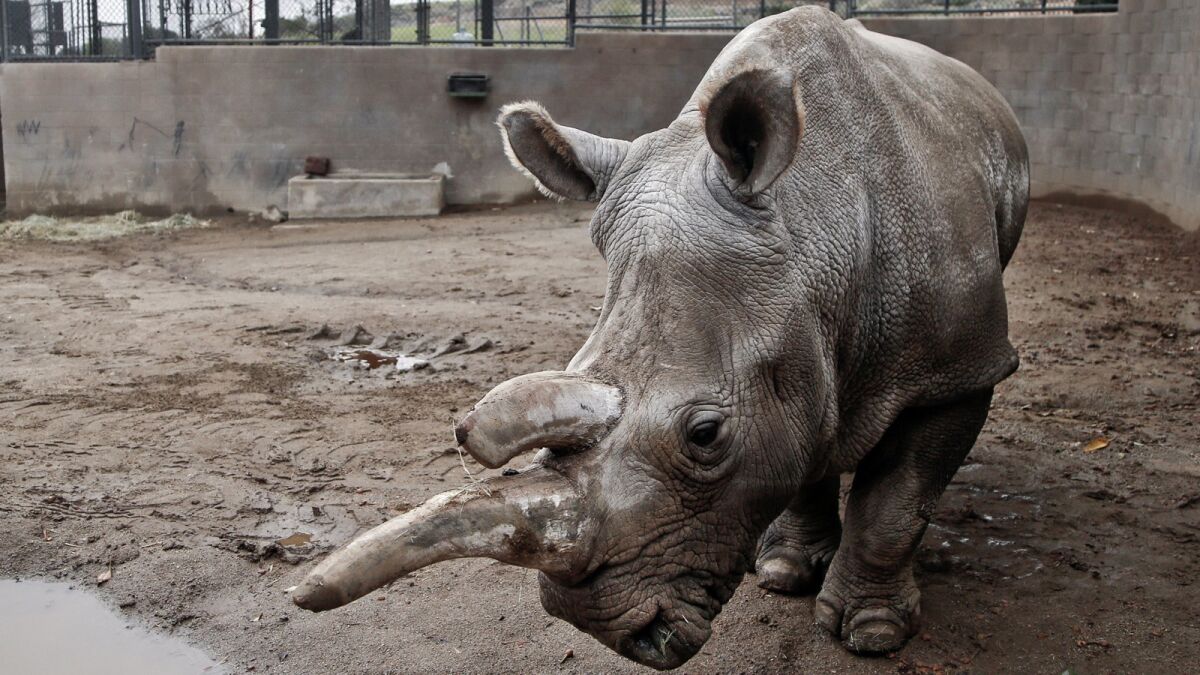 The horns and body of Nola, the northern white rhino who died Sunday at the San Diego Zoo Safari Park, will be taken to the Smithsonian for research. Tissue samples were already taken after her death to be used in research toward finding a way to keep the species from going extinct.