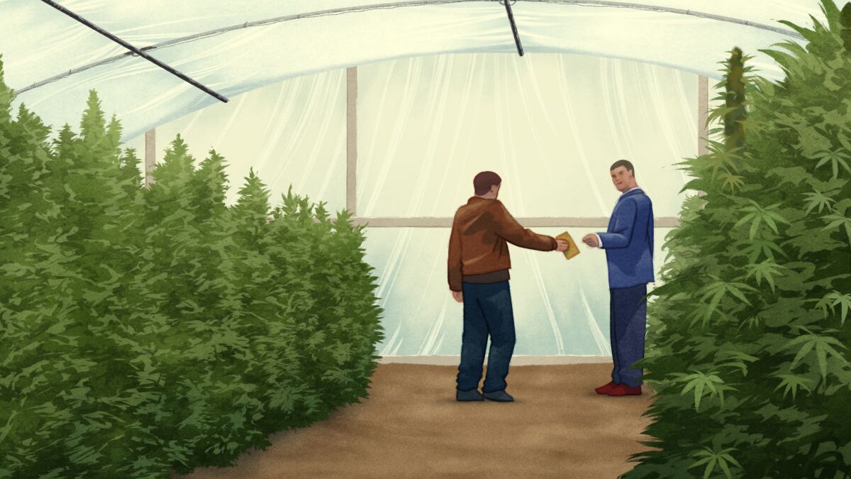 Image of post: Legal pot in California sparks corruption