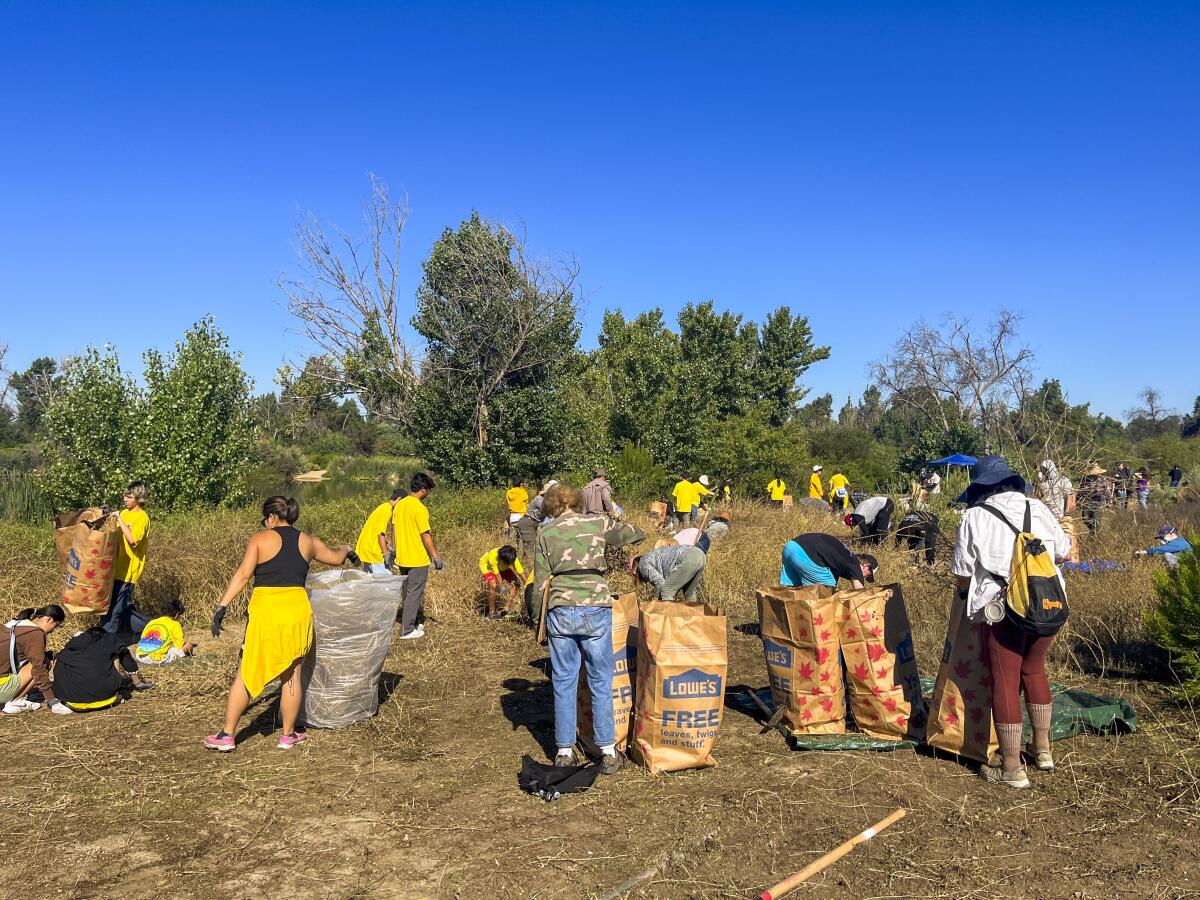 A group of people in a field picking weeds.