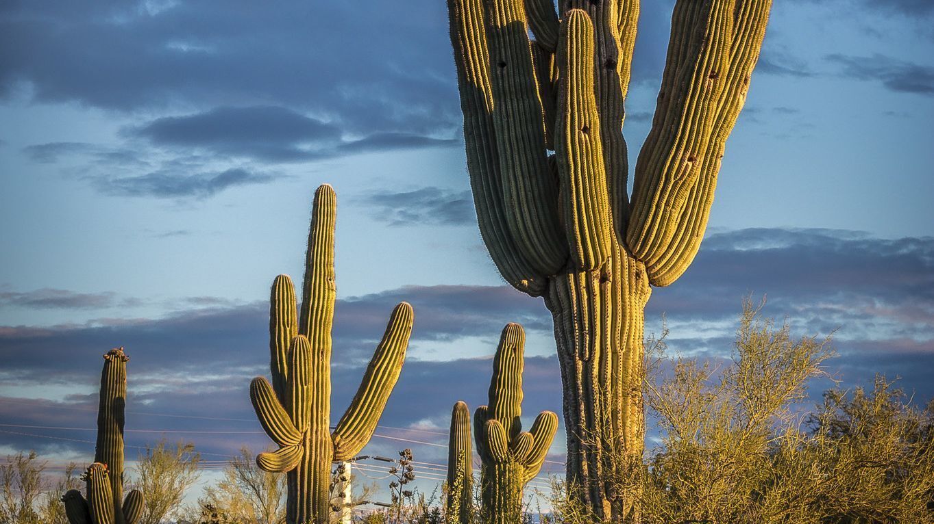 In Phoenix A Weekend Trip Filled With Prickly Pear Margaritas And Super Sized Saguaro Cactuses Los Angeles Times