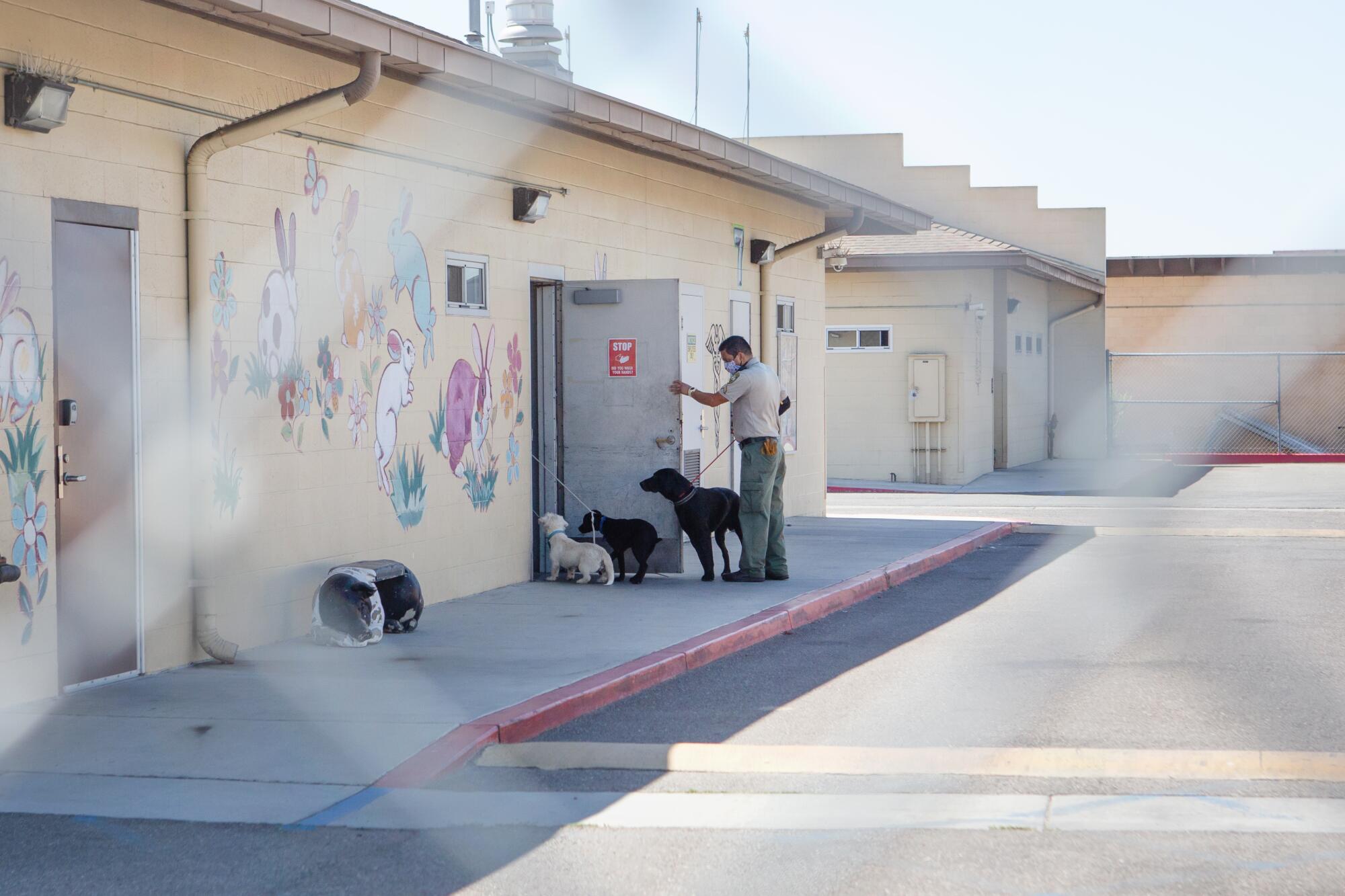 Joe Cueva brings three stray dogs into a Los Angeles County Animal Care and Control shelter.