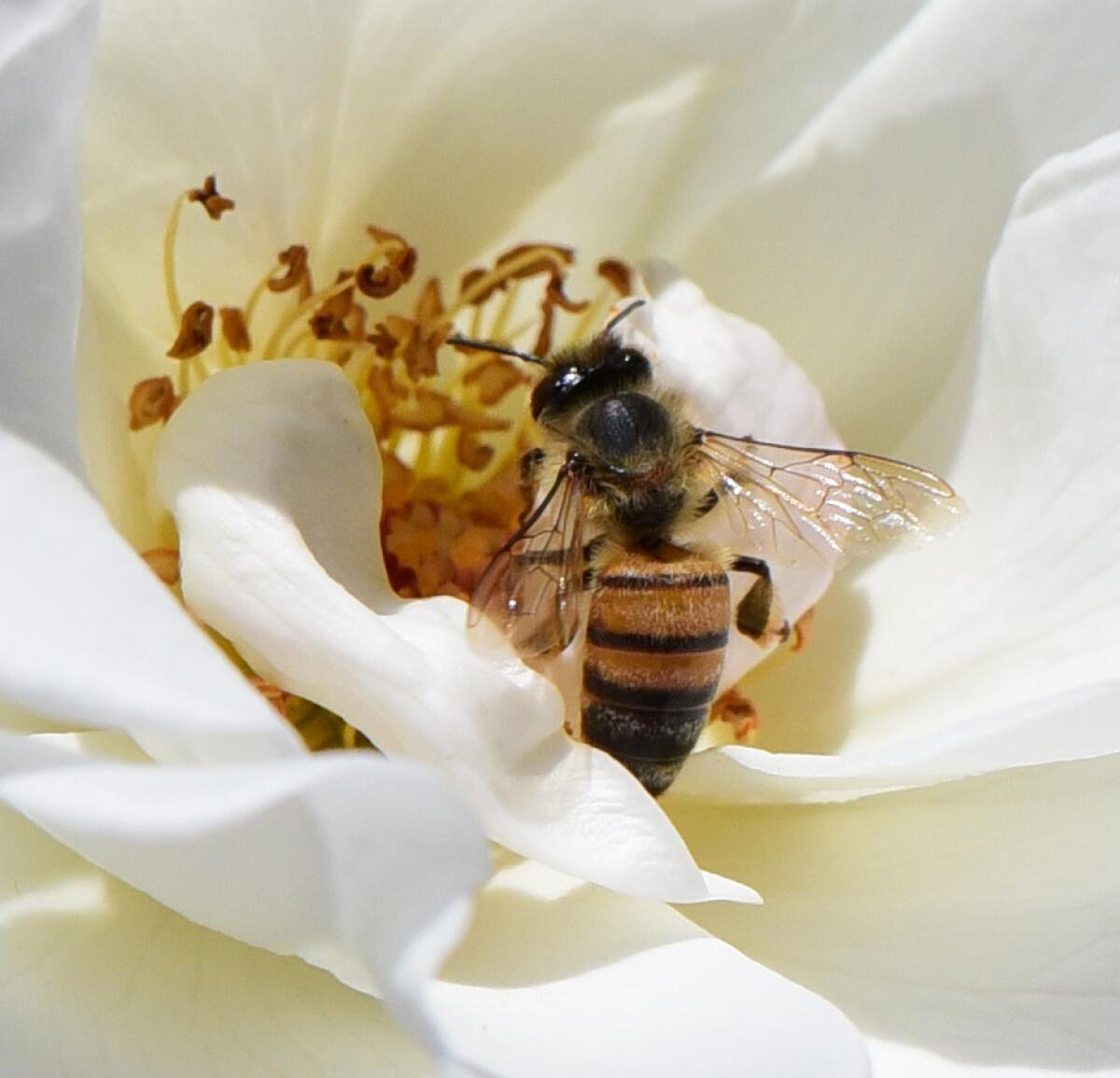 A bee enjoys the pollen in a white rose in La Jolla.