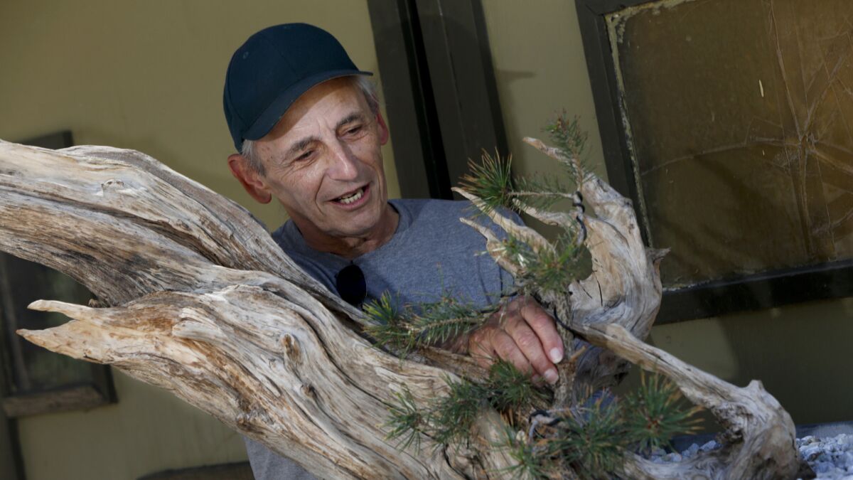 Artist Jeff Weiss of Santa Monica tinkers with a bonsai facsimile of Prometheus, the name of his long-departed bristlecone pine, at Kimura Nursery.