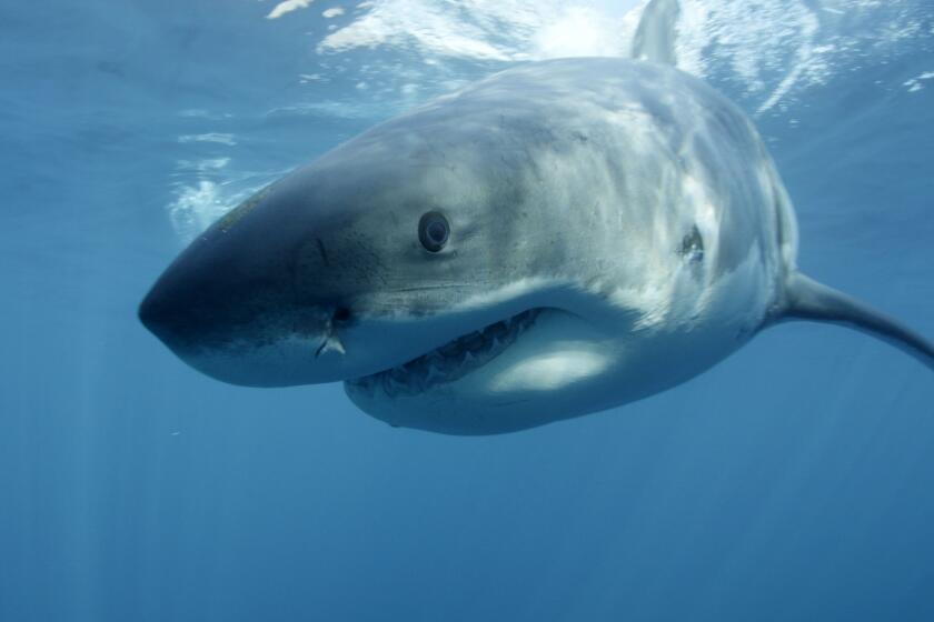 Discovery Channel's Shark Week, which began Sunday, entered the top 10 most discussed TV programs on Twitter, according to SocialGuide. This great white shark near Guadalupe Island off the coast of Mexico is among the ocean predators featured.