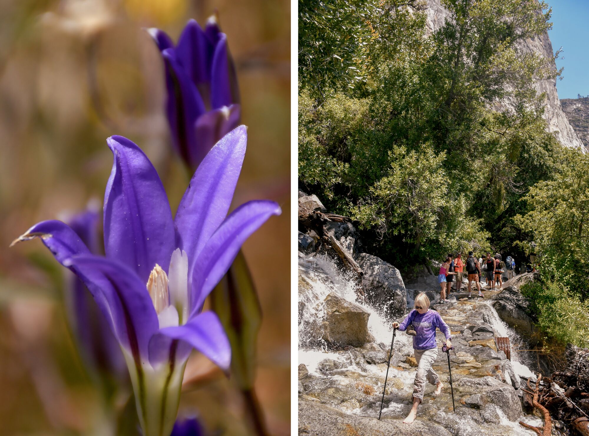 Two photos side by side, one of a purple flower and the other of a woman in a purple shirt crossing over a wet rocky trail.
