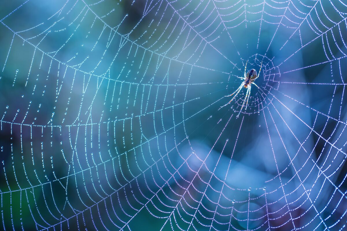 Spiders eat many common pests.