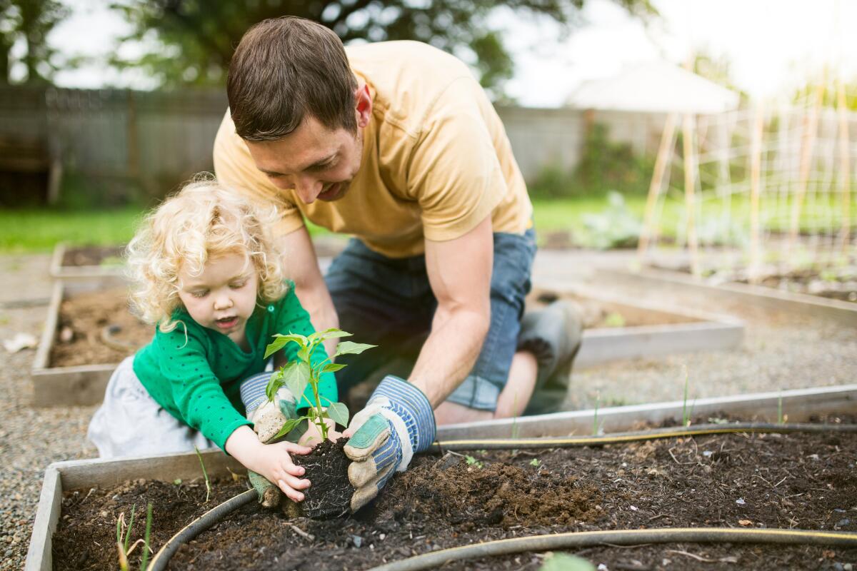 A dad and his toddler daughter plant vegetables in a raised garden bed.