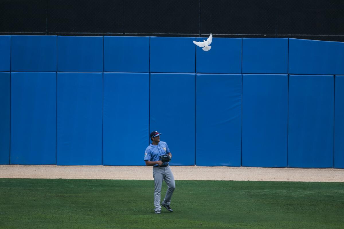 Tampa Bay Rays center fielder Mikie Mahtook chuckles as a dove flies overhead during an exhibition game between Tampa and the Cuban National Team.