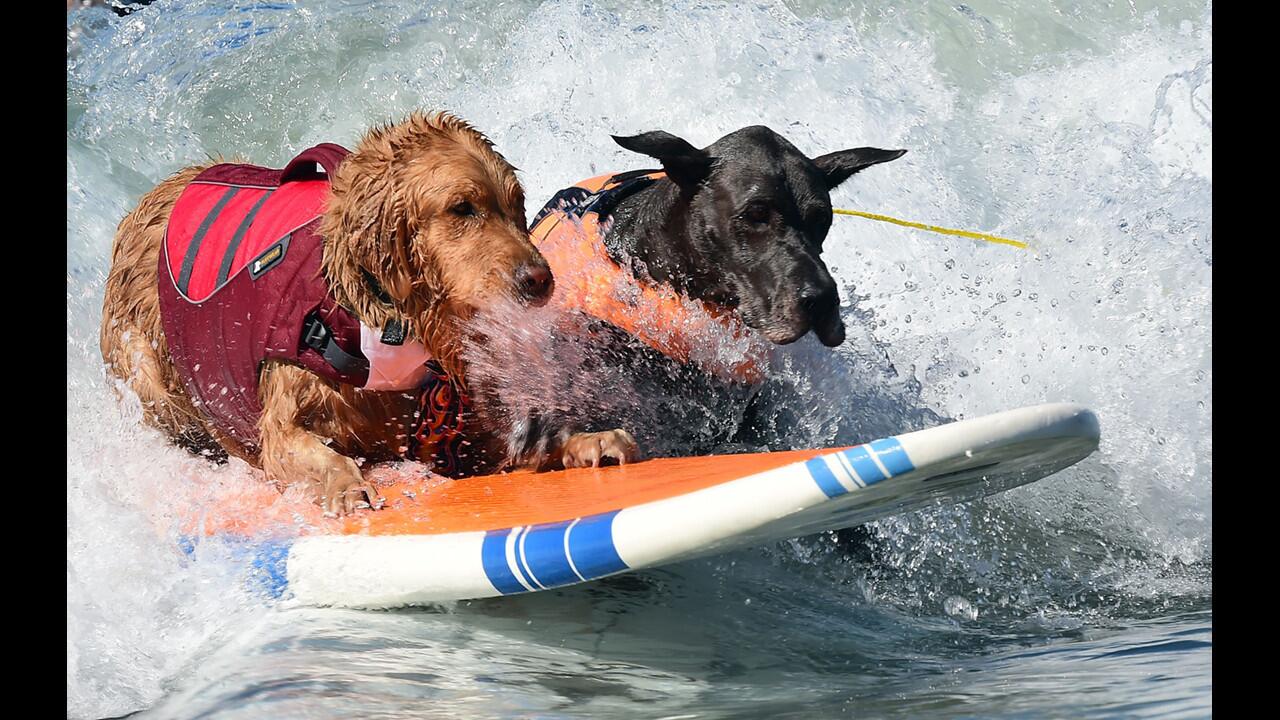 Dogs big and small, some in tandem or with their owner, participate in the Unleashed Surf City Surf Dog contest in Huntington Beach.