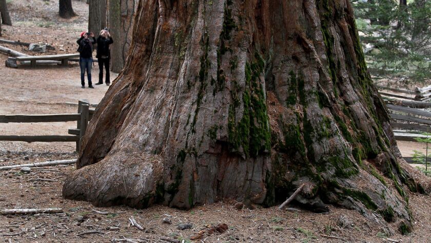 Visitors photograph the Grizzly Giant tree in Mariposa Grove in Yosemite National Park in 2015, the year the area closed for improvements.