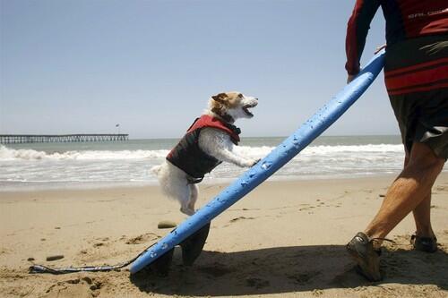 Buddy, a surfing Jack Russell Terrier, gets ready to ride with owner Bruce Hooker of Ventura near C Street and the Ventura Pier. Buddy has been pulling his hot dog moves for seven years. He sports a life jacket with a handle on the back for easy rescues when he goes surfing twice a week.
