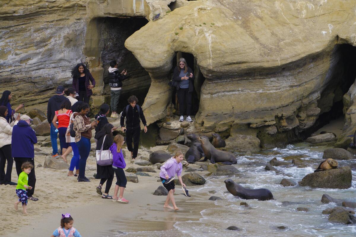 Families stand near sea lions in La Jolla