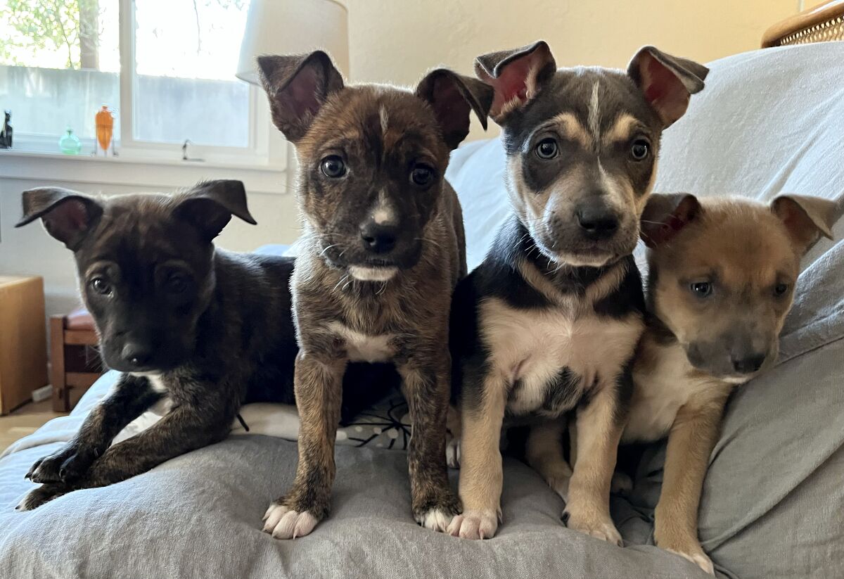 Four  puppies sit on a couch and look at the camera.