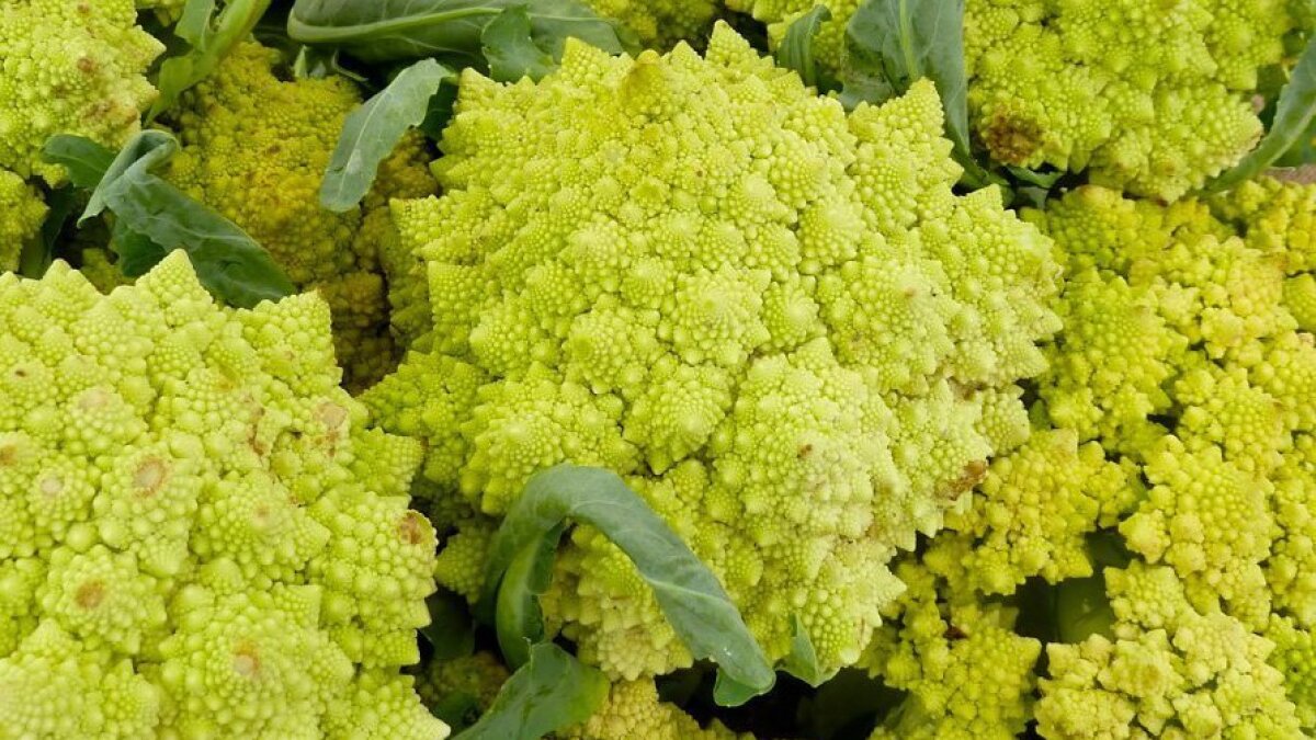 Romanesco It S A Nuttier Cauliflower The San Diego Union Tribune