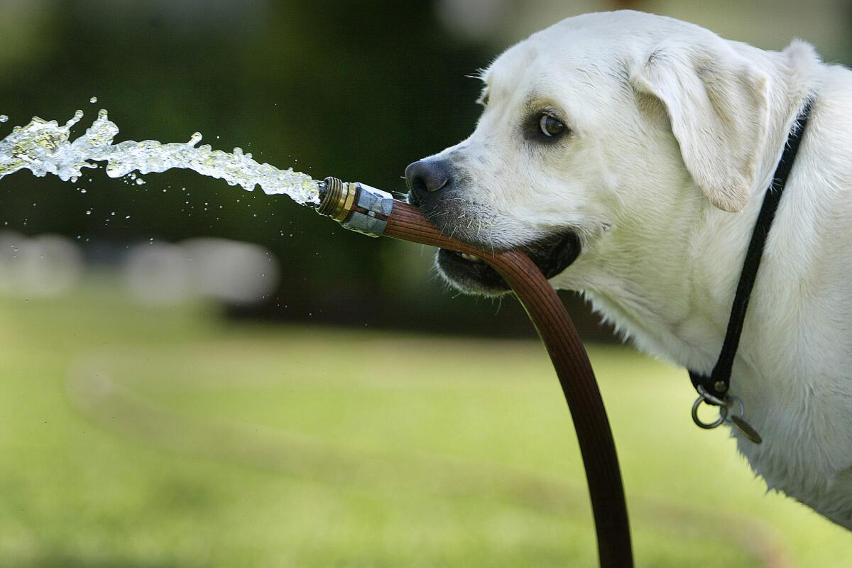 Here's one water-saving tip: When your dog is watering the lawn, make sure he/she uses a water-saving nozzle.