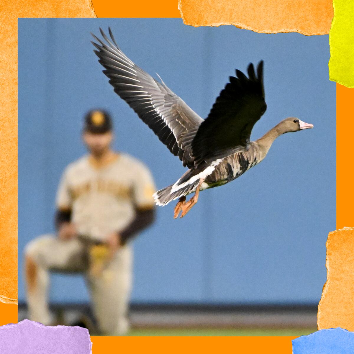 Close-up of a goose with wings spread and a baseball player in the background.