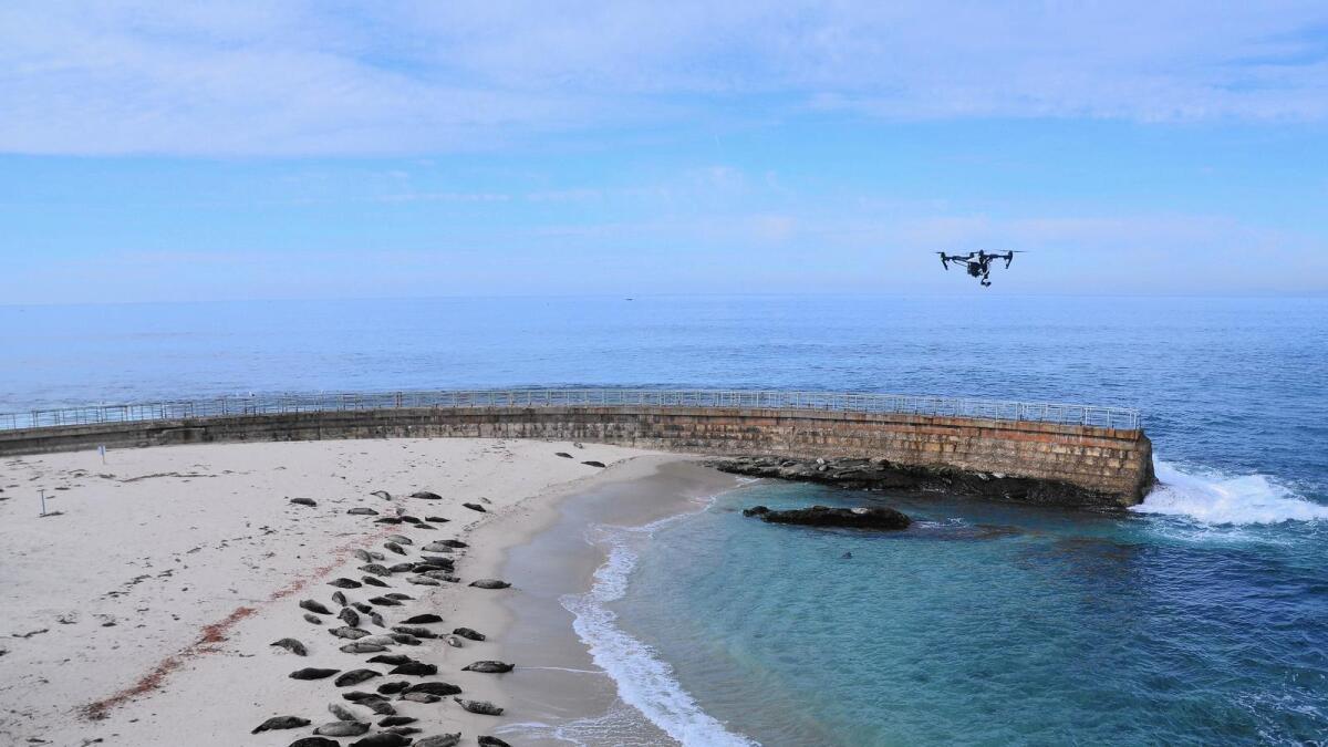 A drone hovers over seals and sea lions at Children's Pool Beach in La Jolla.