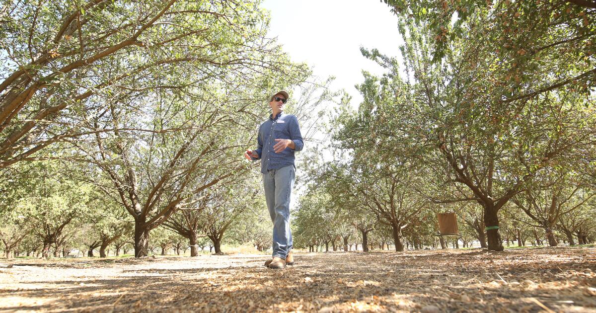How almond growers battle a pesky moth without pesticides How almond growers battle a pesky moth without pesticides