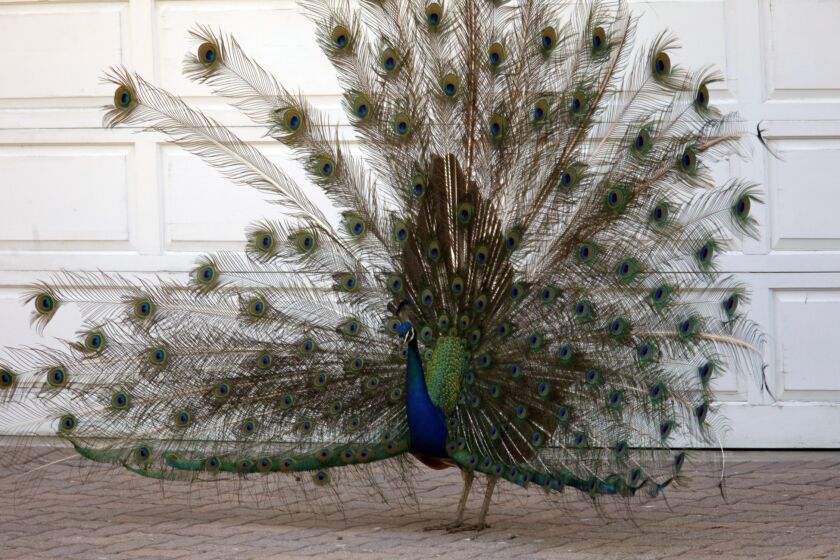 A peacock makes his presence known in front of a parking garage door of a home along Dapplegray Lane in Palos Verdes in June 2014.