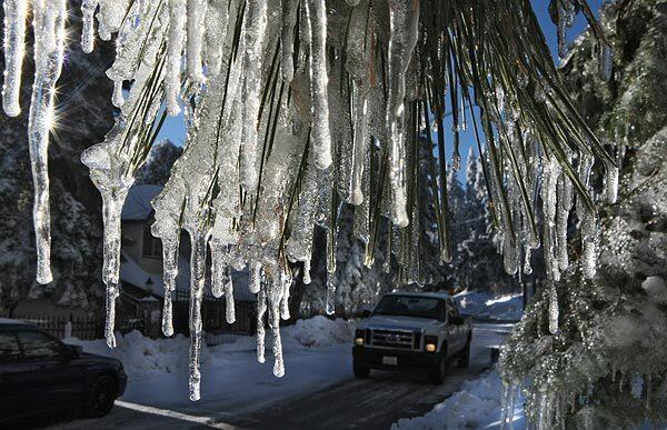 Icicles hanging from a pine tree catch the late afternoon sun in the San Bernardino Mountains community of Running Springs.