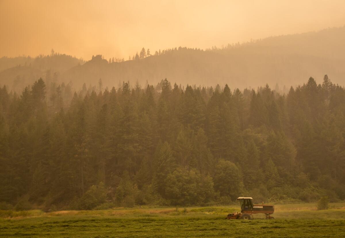 A farmer near Omak, Wash., mows alfalfa on Aug. 23 as smoke from the Okanagon Complex wildfires turns the air hazy.