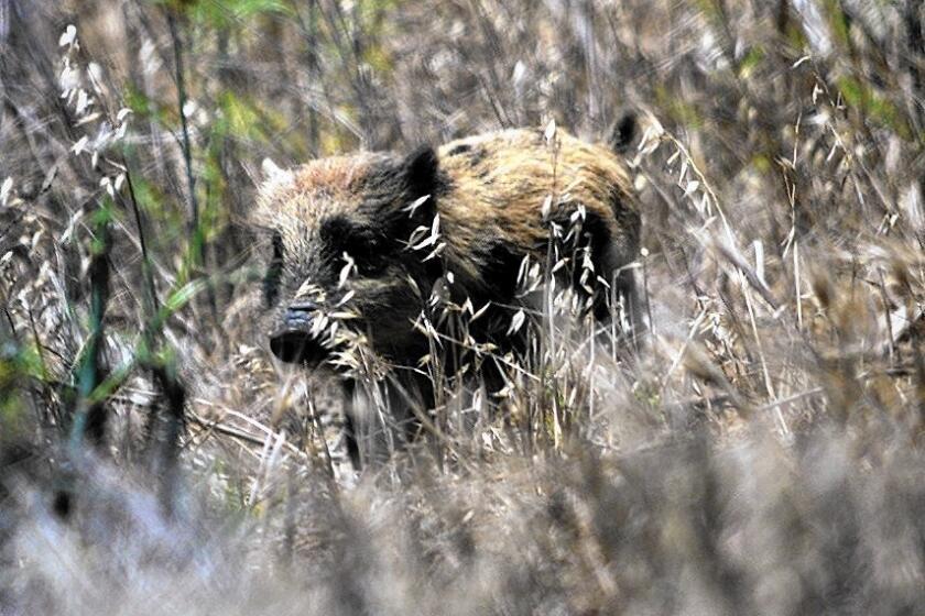 Professional hunters working with officials have trapped and euthanized an estimated 150 wild pigs in the last five years.