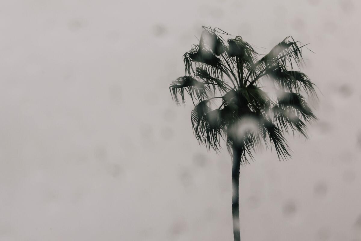 A palm tree is seen against a gray sky; the camera lens is covered in raindrops.