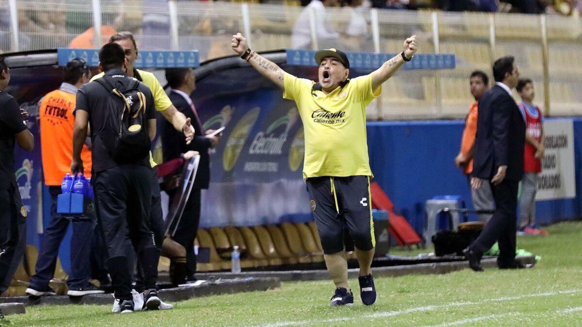 Diego Maradona, coach of the Dorados of Sinaloa, celebrates on the sidelines after a Dorados goal, Maradona has led Sinaloa to the brink of winning the second-tier Liga de Ascenso.
