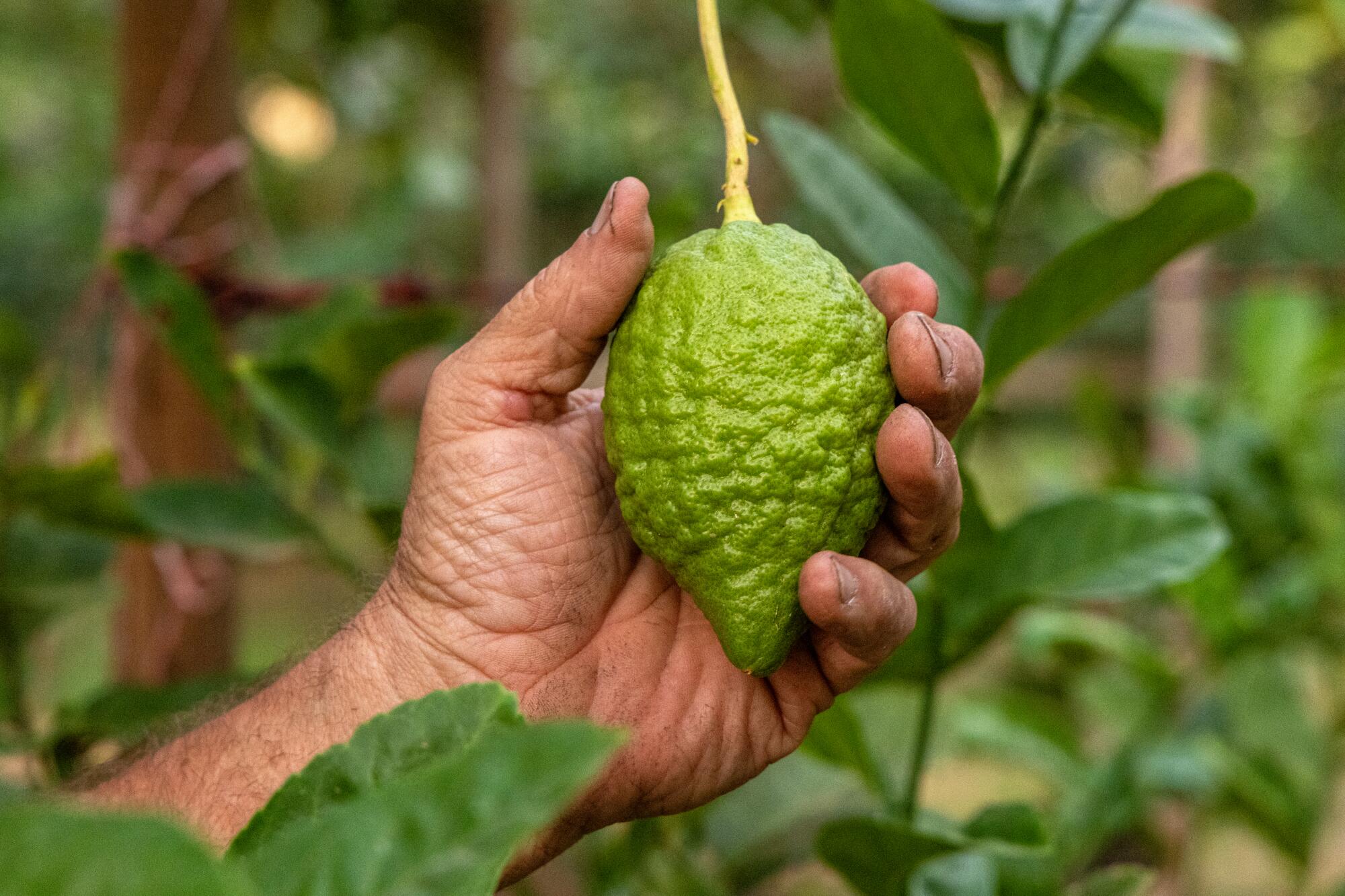 A citron grows on a tree at Lindcove Ranch. When mature, the fruit is yellow.