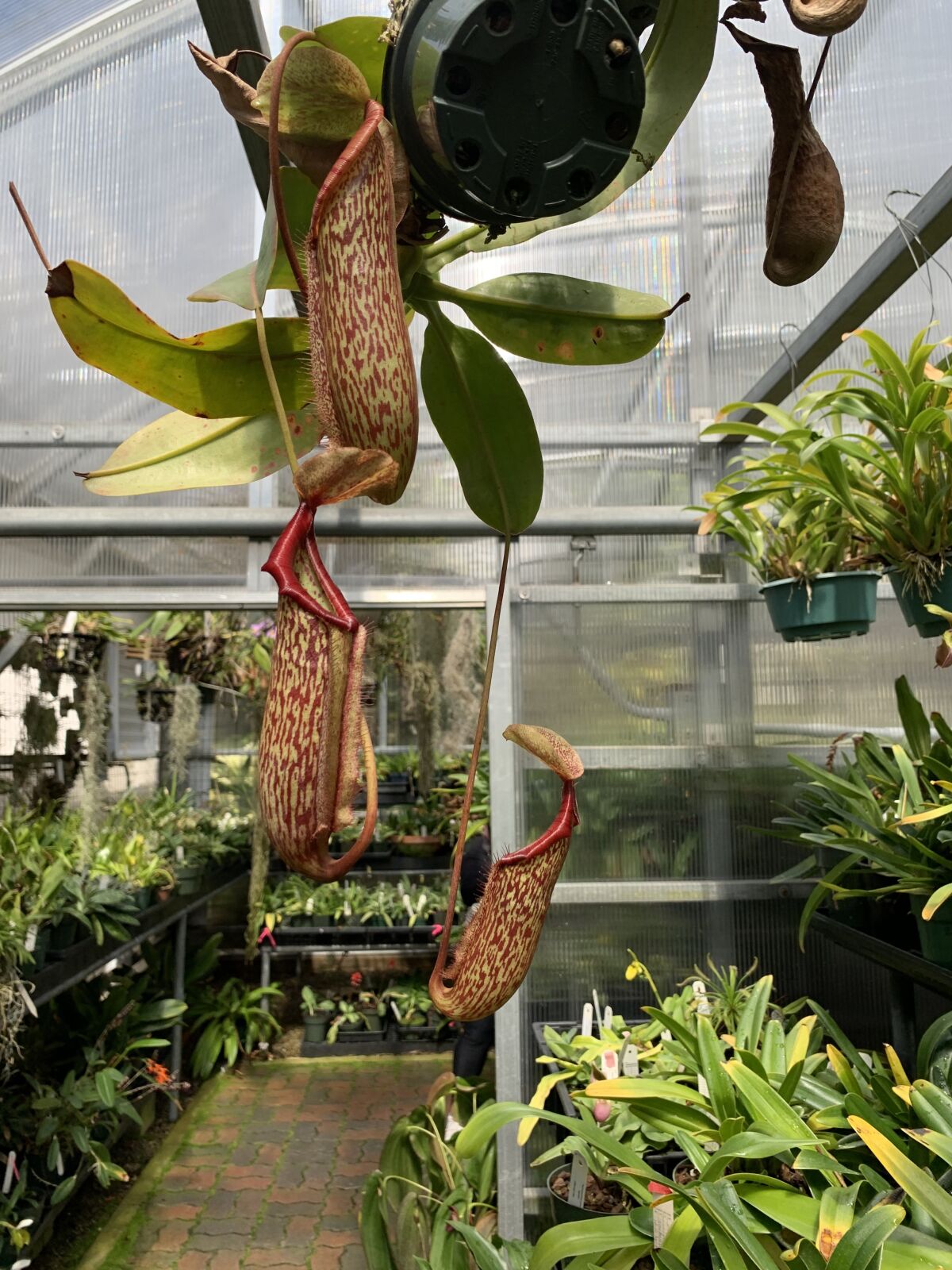 Tropical pitcher plants, which lure insects into their "pitcher"-shape leaves, in a greenhouse at the San Diego Zoo.