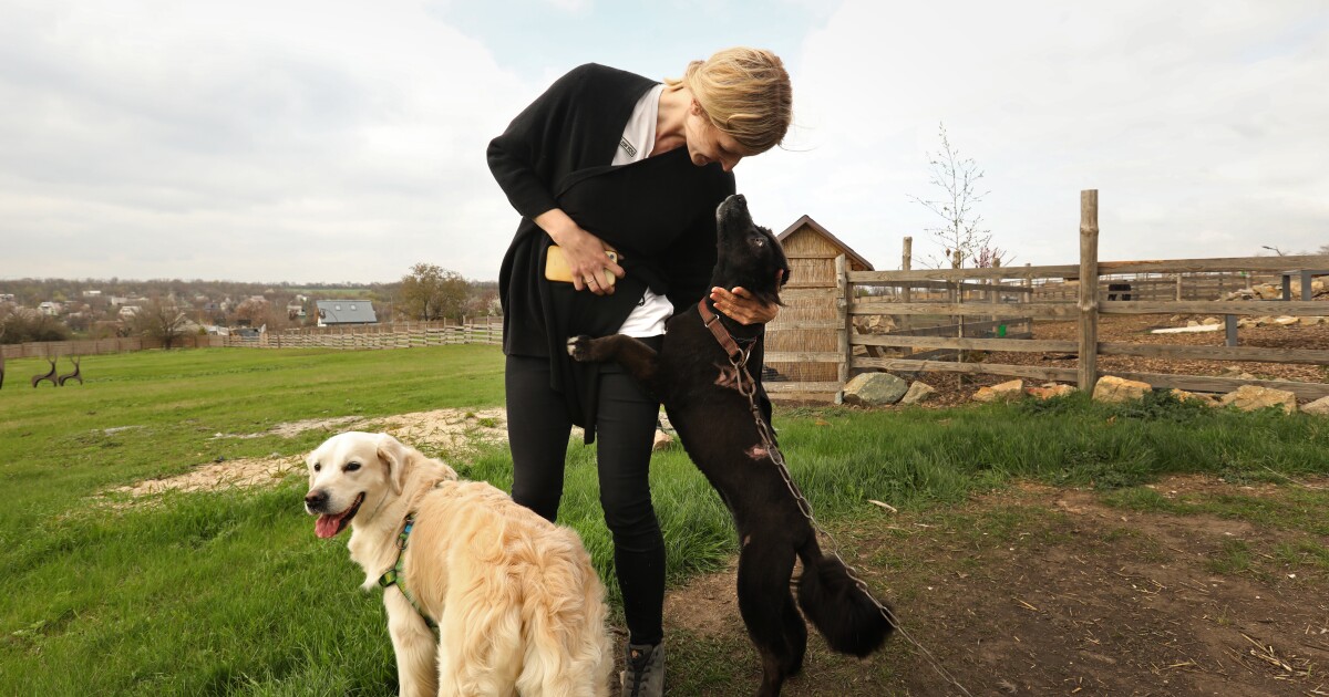 Horses, dogs, emus, bees: A farm in Ukraine becomes a wartime sanctuary (for humans, too) Horses, dogs, emus, bees: A farm in Ukraine becomes a wartime sanctuary (for humans, too)