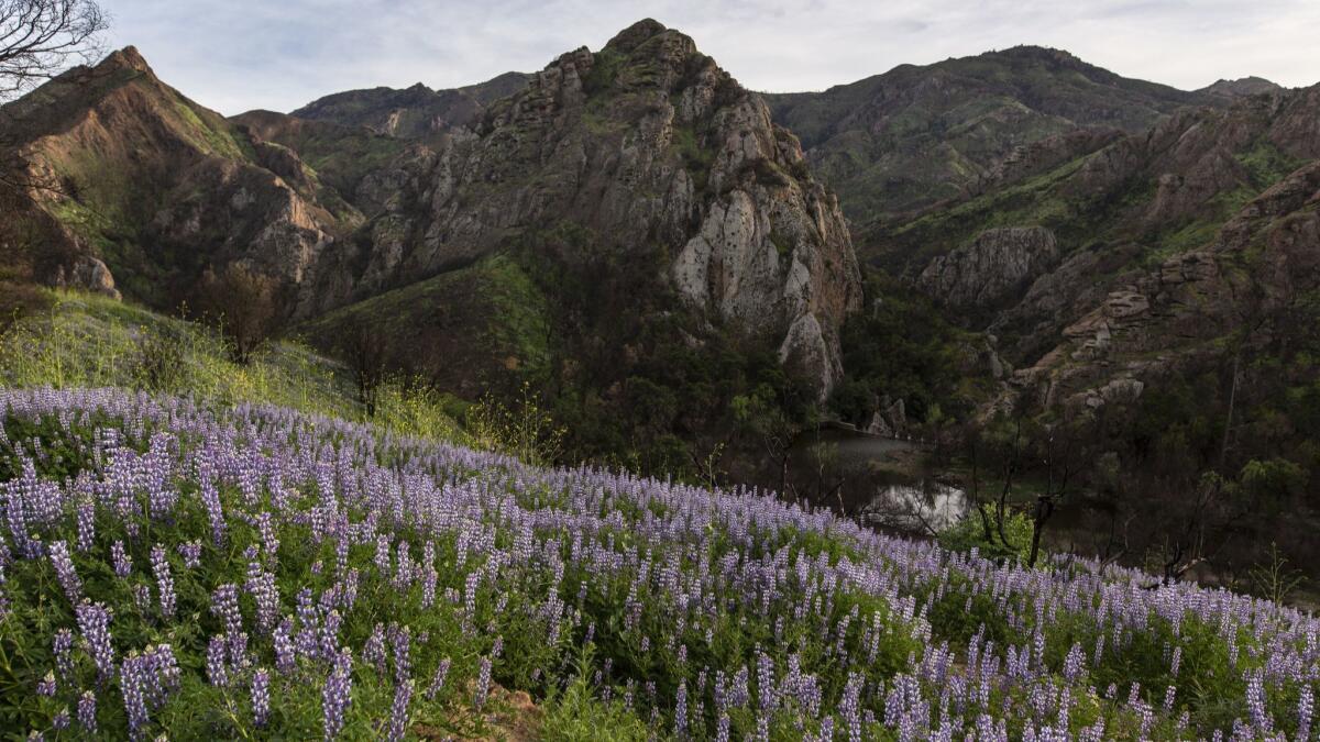 Arroyo lupine cover hillsides along some trails at Malibu Creek State Park, an area that was scorched in the Woolsey fire in November.