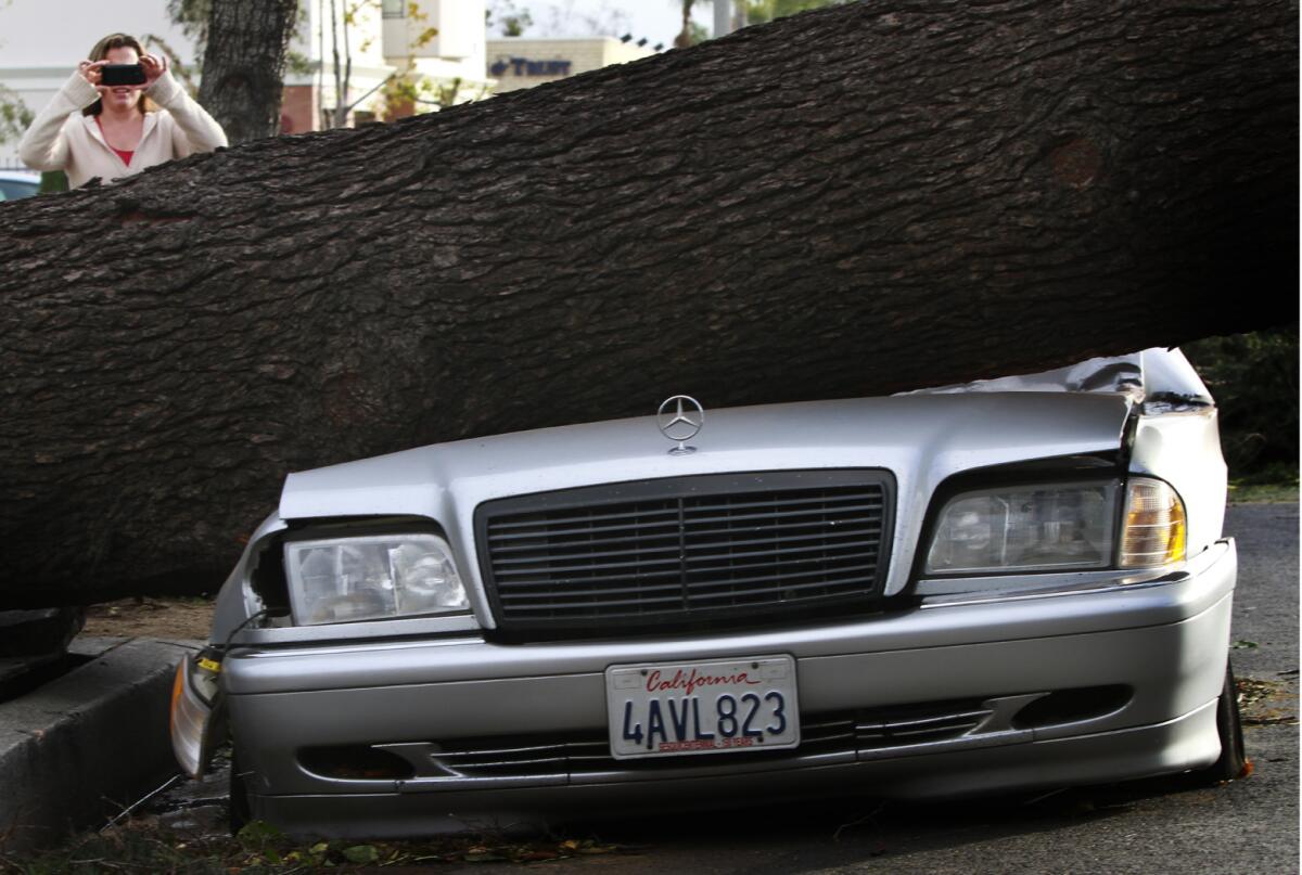A car smashed by a fallen tree in Arcadia after strong winds in the San Gabriel Valley in December 2011.